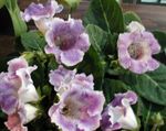 Photo des fleurs en pot Sinningia (Gloxinia) herbeux , lilas