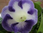 Photo House Flowers Sinningia (Gloxinia) herbaceous plant , light blue