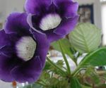 Photo House Flowers Sinningia (Gloxinia) herbaceous plant , dark blue