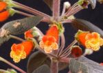 Фото Домашні Квіти Колерія трав'яниста (Kohleria), помаранчевий