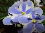 Photo House Flowers African violet herbaceous plant (Saintpaulia), light blue