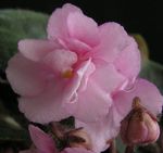 Foto Flores de salón Violeta Africana herbáceas (Saintpaulia), rosa