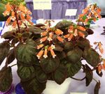 fotoğraf Evin çiçekler Smithiantha otsu bir bitkidir , turuncu