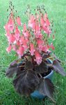 Photo House Flowers Smithiantha herbaceous plant , pink