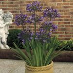Photo House Flowers African blue lily herbaceous plant (Agapanthus umbellatus), purple
