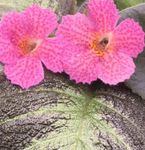fotografie Flori de Casa Episcia planta erbacee , roz