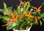 фотографија Затворене Цветови Липстицк Биљка,  травната (Aeschynanthus), поморанџа