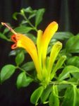 სურათი სახლი ყვავილები Lipstick ქარხანა,  ბალახოვანი მცენარე (Aeschynanthus), ყვითელი