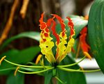 фотографија Затворене Цветови Слава Лили лијана (Gloriosa), жут