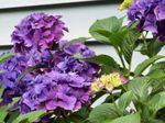 fotografie Pokojové květiny Hortenzie, Lacecap křoví (Hydrangea hortensis), šeřík