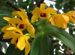 Foto Unutarnja Cvjetovi Dendrobium Orhideje zeljasta biljka , žuta