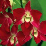 fotografie Flori de Casa Dendrobium Orhidee planta erbacee , roșu