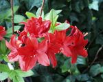 Fil Krukblommor Azaleor, Pinxterbloom buskar (Rhododendron), röd