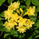 kuva Sisäkukat Atsaleat, Pinxterbloom pensaikot (Rhododendron), keltainen