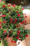Photo House Flowers Dipladenia, Mandevilla hanging plant , red