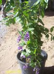 Photo des fleurs en pot Duranta, Gouttes De Miel, Goutte De Rosée D'or, Pigeon Berry des arbres , bleu