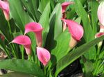 Photo House Flowers Arum lily herbaceous plant (Zantedeschia), pink