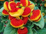 Photo Slipper flower herbaceous plant (Calceolaria), red