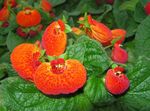 Photo Slipper flower herbaceous plant (Calceolaria), orange