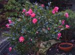 Photo des fleurs en pot Camélia des arbres (Camellia), rose