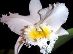 foto I fiori domestici Orchidea Cattleya erbacee , bianco