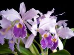 fénykép Cattleya Orchidea jellemzők