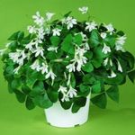 Photo House Flowers Oxalis herbaceous plant , white