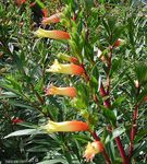 Photo House Flowers Cigarette Plant shrub (Cuphea), orange