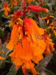 Foto Māja Ziedi Cape Prīmula zālaugu augs (Lachenalia), oranžs