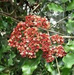 Red Leea, West Indian Holly, Hawaiische Holly
