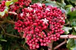 Photo House Flowers Red Leea, West Indian Holly, Hawaiian Holly shrub , pink