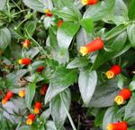 fotografie Pokojové květiny Cukroví Kukuřice Révy, Žabka Rostlina liána (Manettia), červená