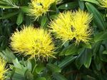 Фото Домашние Цветы Метросидерос деревья (Metrosideros), желтый