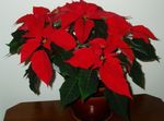 fotografie Pokojové květiny Vánoční Hvězda bylinné (Poinsettia pulcherrima), červená