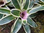 fénykép Ház Virágok Bromeliad lágyszárú növény (Neoregelia), halványlila