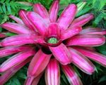 Фото Домашние Цветы Неорегелия травянистые (Neoregelia), розовый