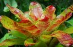 φωτογραφία Εσωτερικά λουλούδια Bromeliad ποώδη (Neoregelia), πορτοκάλι