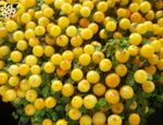 Foto Unutarnja Cvjetovi Zrno Biljke (nertera), žuta
