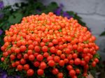 φωτογραφία Εσωτερικά λουλούδια Χάντρα Εργοστάσιο ποώδη (nertera), κόκκινος