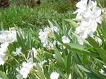 სურათი სახლი ყვავილები ვარდების Bay, ოლეანდრი ბუში (Nerium oleander), თეთრი