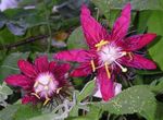 Фото Домашні Квіти Пасифлора (Cтрастоцвет, Кавалерском Зірка) ліана (Passiflora), бордовий