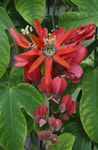 фота Хатнія Кветкі Пассифлора (Cтрастоцвет, Кавалерская Зорка) ліяна (Passiflora), чырвоны