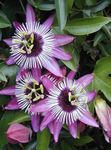 fotografie Floarea Pasiunii liană (Passiflora), liliac