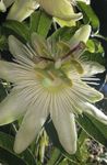фотографија Затворене Цветови Пассион Фловер лијана (Passiflora), бео