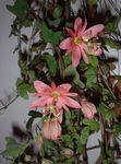 fotografie Kvetinové Kvety Mučenky liana (Passiflora), ružová