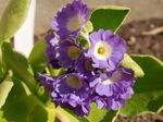 照 报春花，木耳 草本植物 (Primula), 紫丁香