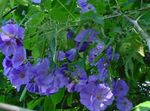 fotografie Pokojové květiny Kvetoucí Javor, Pláč Javor, Lampion stromy (Abutilon), světle modrá