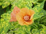 fotografie Kvetinové Kvety Kvitnúce Javor, Plač Javor, Lampión drevá (Abutilon), oranžový