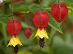 φωτογραφία Εσωτερικά λουλούδια Ανθοφορία Σφενδάμου, Σφενδάμι Κλάμα, Κινέζικο Φανάρι δέντρα (Abutilon), κόκκινος