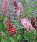 fotografie Flori de Casa Bloodberry, Plante Rouge, Piper Copil, Pigeonberry, Coralito arbust (Rivina), roz
